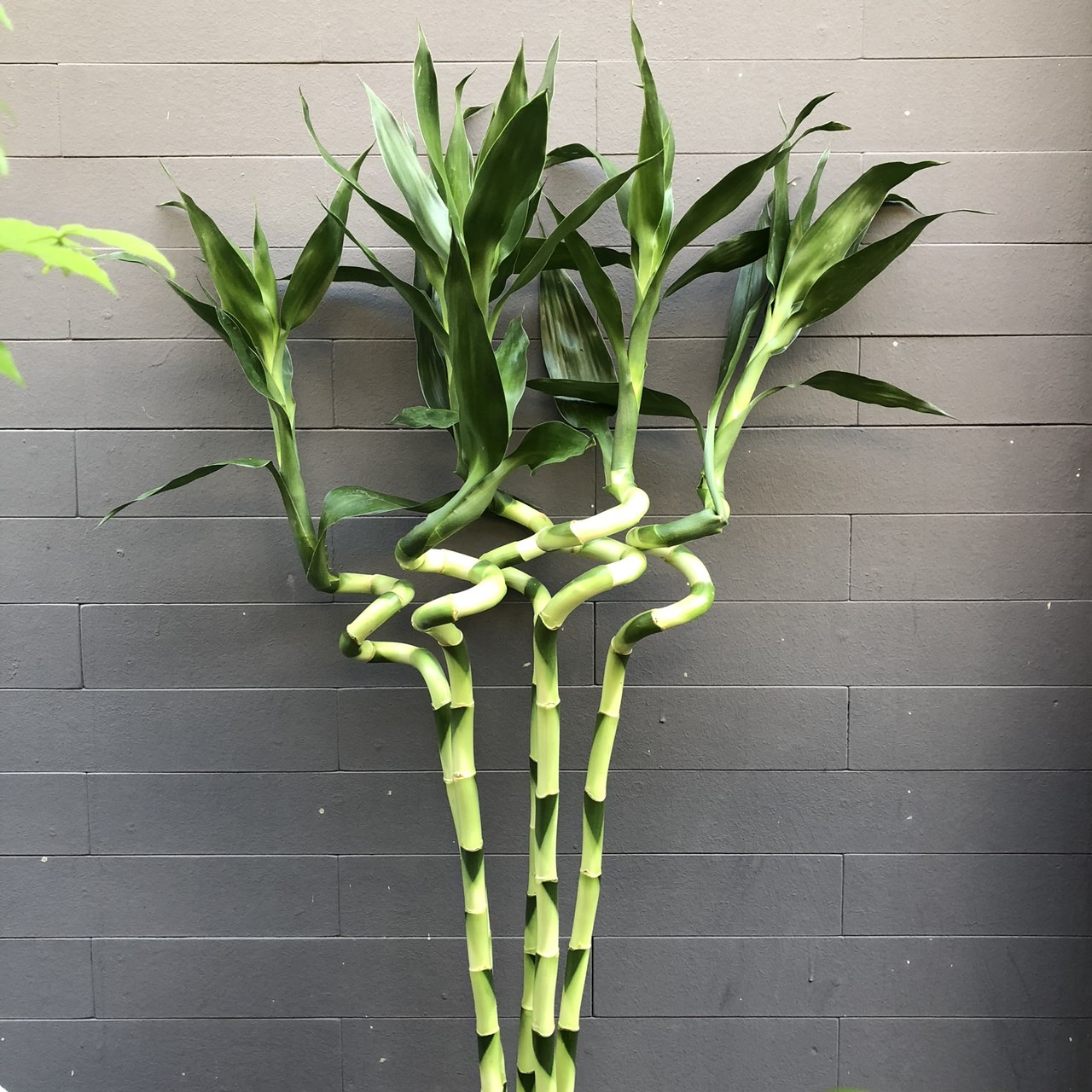 Curly Lucky Bamboo image