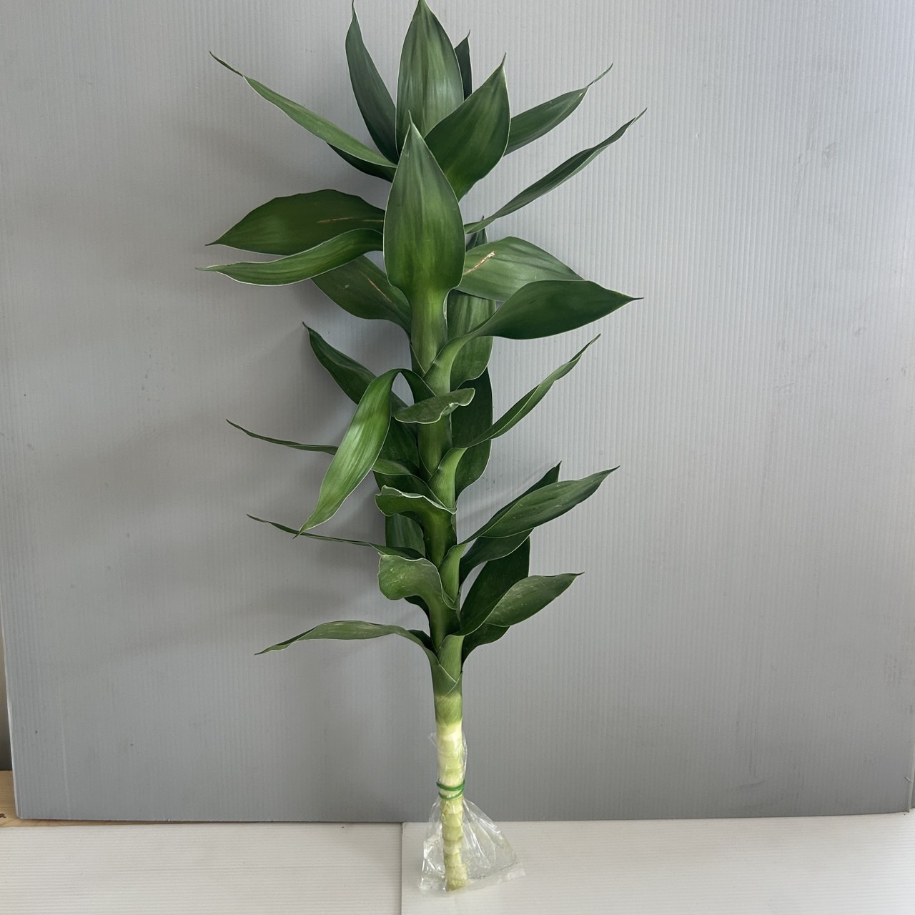 Lotus Bamboo image