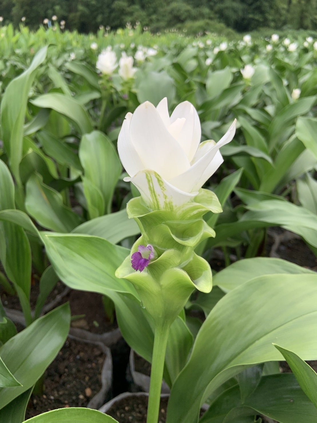 Siam Tulip (Curcuma) image