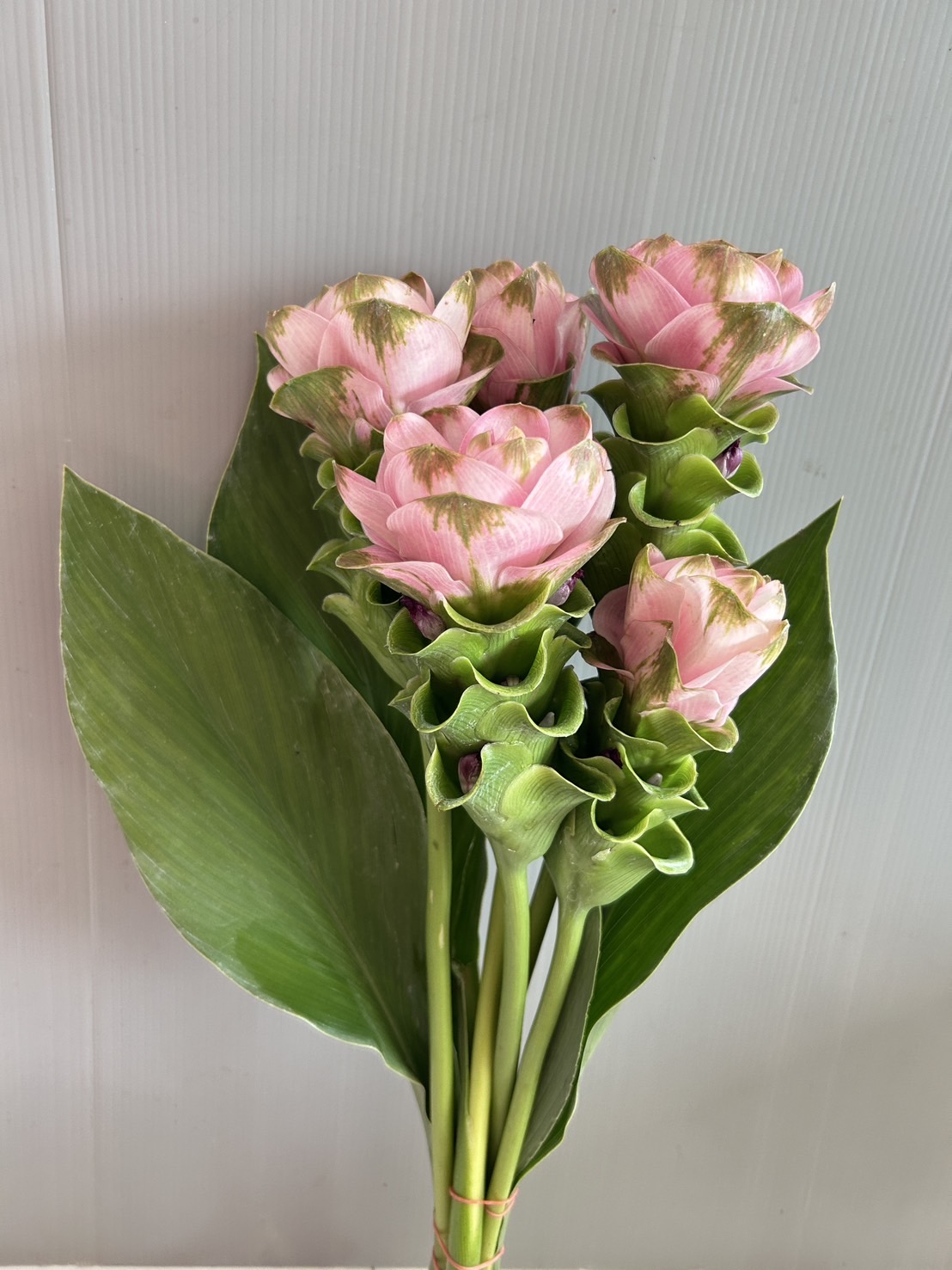 Siam Tulip (Curcuma) image