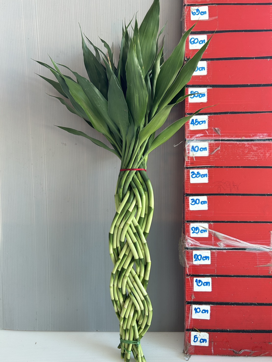ฺฺBrided Lucky Bamboo-20 image