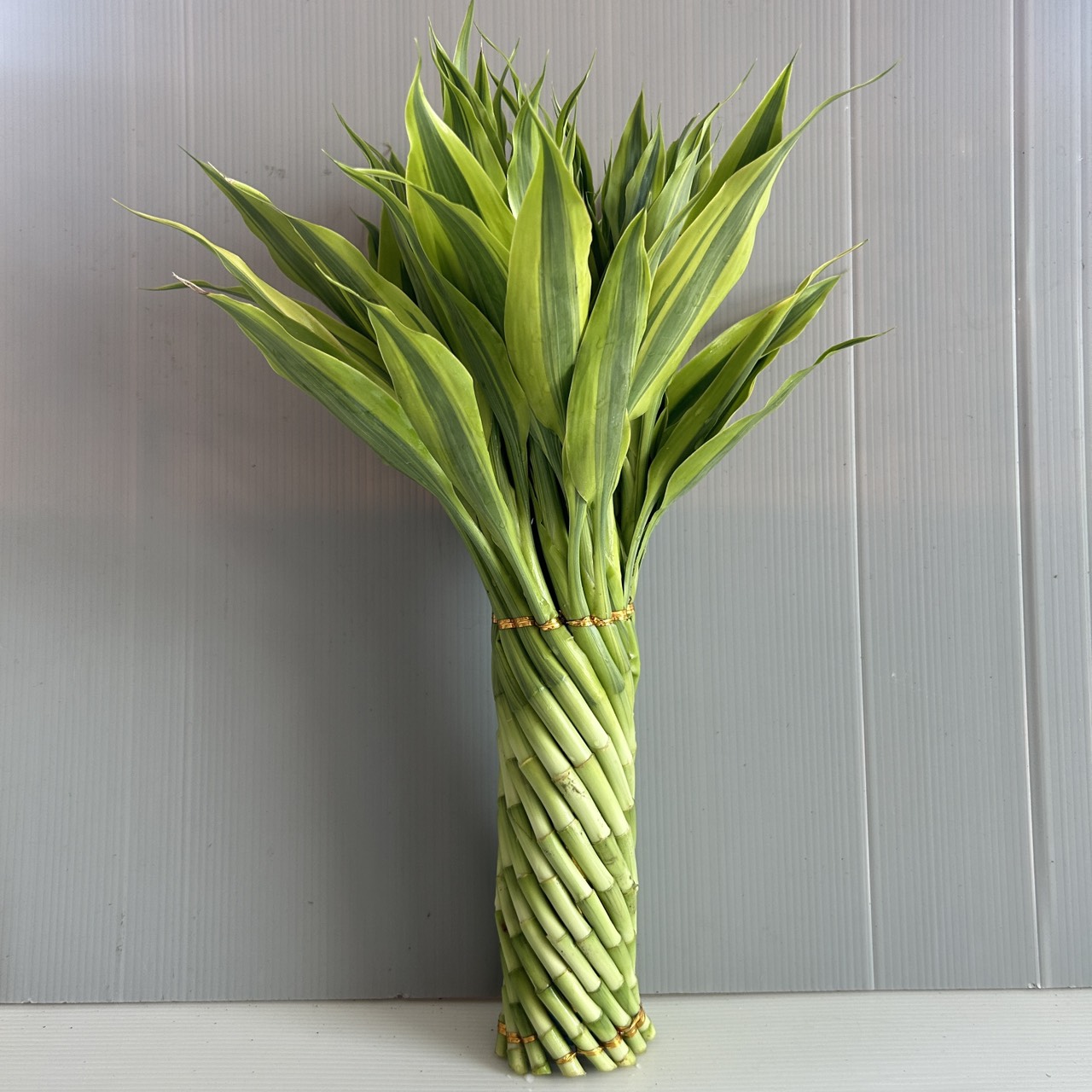 Golden-Green Twisted Bamboo image