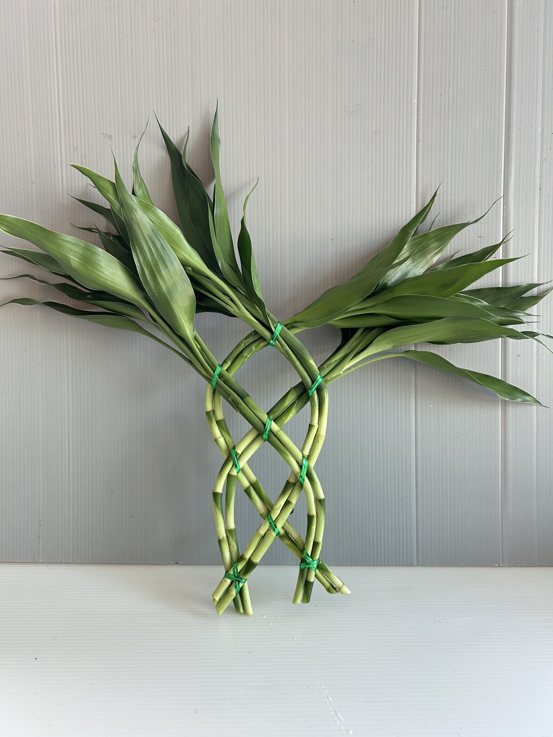 Small Wall Lucky Bamboo image