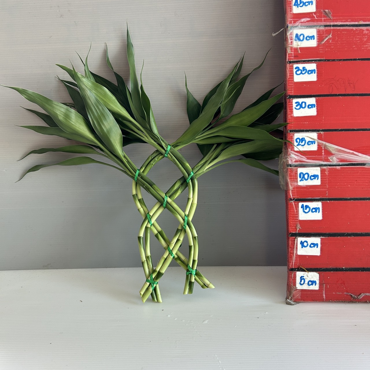 Small Wall Lucky Bamboo image