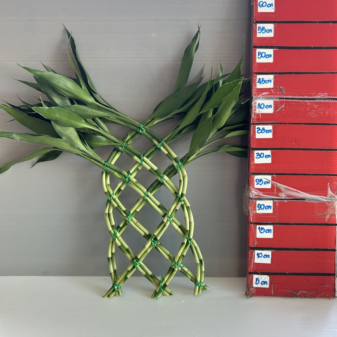 Large Wall Lucky Bamboo image